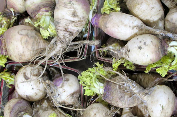 market turnips